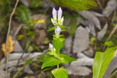 Stiff Gentian, Gentianella quinquefolia