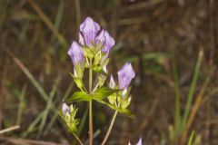 Stiff Gentian, Gentianella quinquefolia