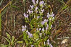 Stiff Gentian, Gentianella quinquefolia
