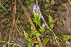Stiff Gentian, Gentianella quinquefolia