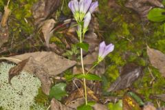 Stiff Gentian, Gentianella quinquefolia