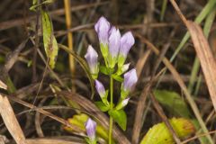 Stiff Gentian, Gentianella quinquefolia