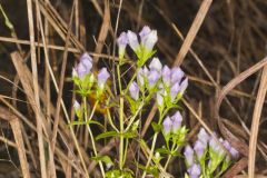 Stiff Gentian, Gentianella quinquefolia