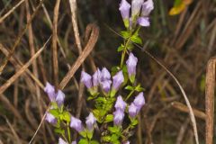Stiff Gentian, Gentianella quinquefolia