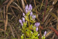 Stiff Gentian, Gentianella quinquefolia
