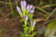 Stiff Gentian, Gentianella quinquefolia