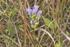 Stiff Gentian, Gentianella quinquefolia
