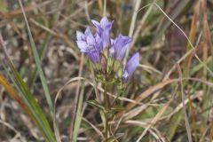 Stiff Gentian, Gentianella quinquefolia Stiff Gentian, Gentianella quinquefolia