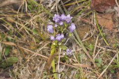 Stiff Gentian, Gentianella quinquefolia