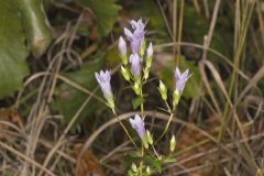 Stiff Gentian, Gentianella quinquefolia