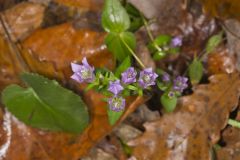 Stiff Gentian, Gentianella quinquefolia