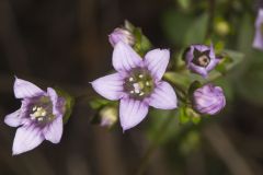 Stiff Gentian, Gentianella quinquefolia