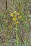Stiff Goldenrod, Oligoneuron rigidum