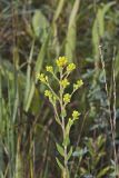 Stiff Goldenrod, Oligoneuron rigidum