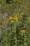 Stiff Goldenrod, Oligoneuron rigidum