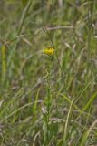Stiff Goldenrod, Oligoneuron rigidum