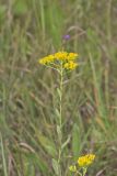Stiff Goldenrod, Oligoneuron rigidum
