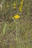 Stiff Goldenrod, Oligoneuron rigidum