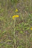 Stiff Goldenrod, Oligoneuron rigidum