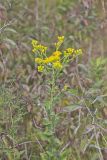 Stiff Goldenrod, Oligoneuron rigidum