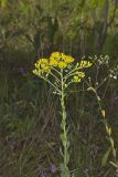 Stiff Goldenrod, Oligoneuron rigidum