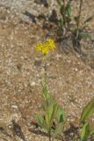 Stiff Goldenrod, Oligoneuron rigidum