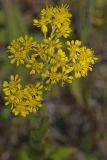 Stiff Goldenrod, Oligoneuron rigidum
