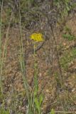 Stiff Goldenrod, Oligoneuron rigidum