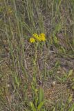 Stiff Goldenrod, Oligoneuron rigidum