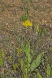 Stiff Goldenrod, Oligoneuron rigidum