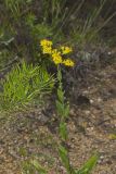 Stiff Goldenrod, Oligoneuron rigidum