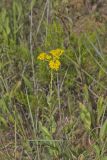 Stiff Goldenrod, Oligoneuron rigidum