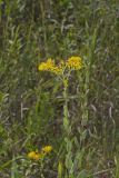 Stiff Goldenrod, Oligoneuron rigidum