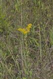 Stiff Goldenrod, Oligoneuron rigidum