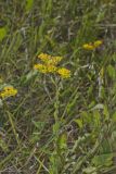 Stiff Goldenrod, Oligoneuron rigidum