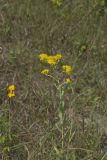 Stiff Goldenrod, Oligoneuron rigidum