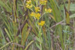 Stiff Goldenrod, Oligoneuron rigidum