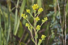 Stiff Goldenrod, Oligoneuron rigidum