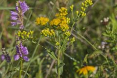 Stiff Goldenrod, Oligoneuron rigidum