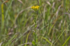 Stiff Goldenrod, Oligoneuron rigidum