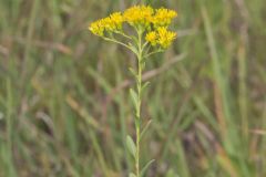 Stiff Goldenrod, Oligoneuron rigidum