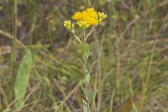 Stiff Goldenrod, Oligoneuron rigidum