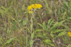 Stiff Goldenrod, Oligoneuron rigidum