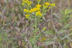 Stiff Goldenrod, Oligoneuron rigidum