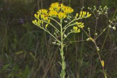 Stiff Goldenrod, Oligoneuron rigidum