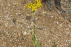 Stiff Goldenrod, Oligoneuron rigidum