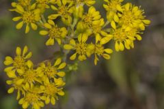 Stiff Goldenrod, Oligoneuron rigidum