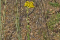 Stiff Goldenrod, Oligoneuron rigidum