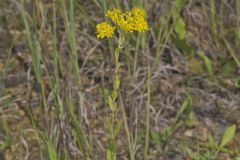 Stiff Goldenrod, Oligoneuron rigidum
