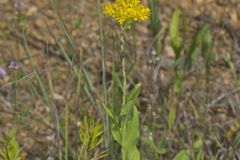 Stiff Goldenrod, Oligoneuron rigidum